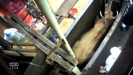 ATTENTION IMAGES VIOLENTES - Abattage de vaches gestantes : nouvelles vidéos-chocs de L214
