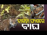 Leopard Rescued From Trap Laid To Catch Wild Boars In Bhanjanagar