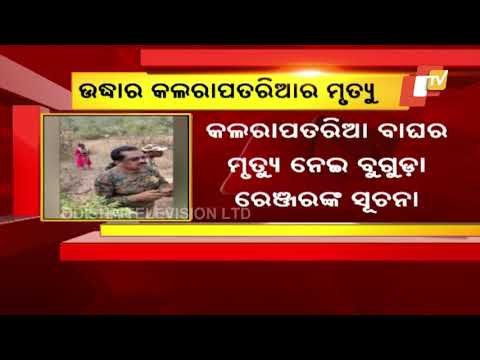Leopard Rescued From Poachers' Trap In Ganjam Dies