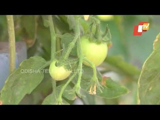 Gujarat Teacher Adopts Terrace Farming To Grow Veggies