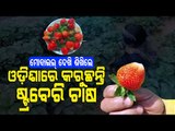 Special Story | Miracles Happen - Ex-IAF Officer In Odisha Grows Strawberries In His Garden