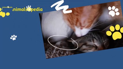 fun facts about cats