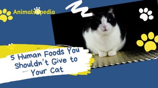 5 Human Foods You Shouldn’t Give to Your Cat
