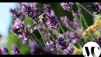 AMAZING FACTS AND INTERESTING FACTS A LADY LIVED WITH SCORPIONS______