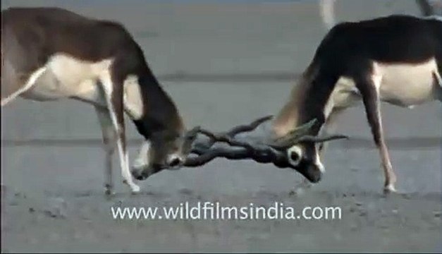 Sparring Blackbuck near Thar desert, Rajasthan