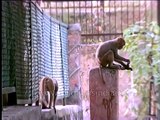 Thirsty Monkey drinking water from a tap