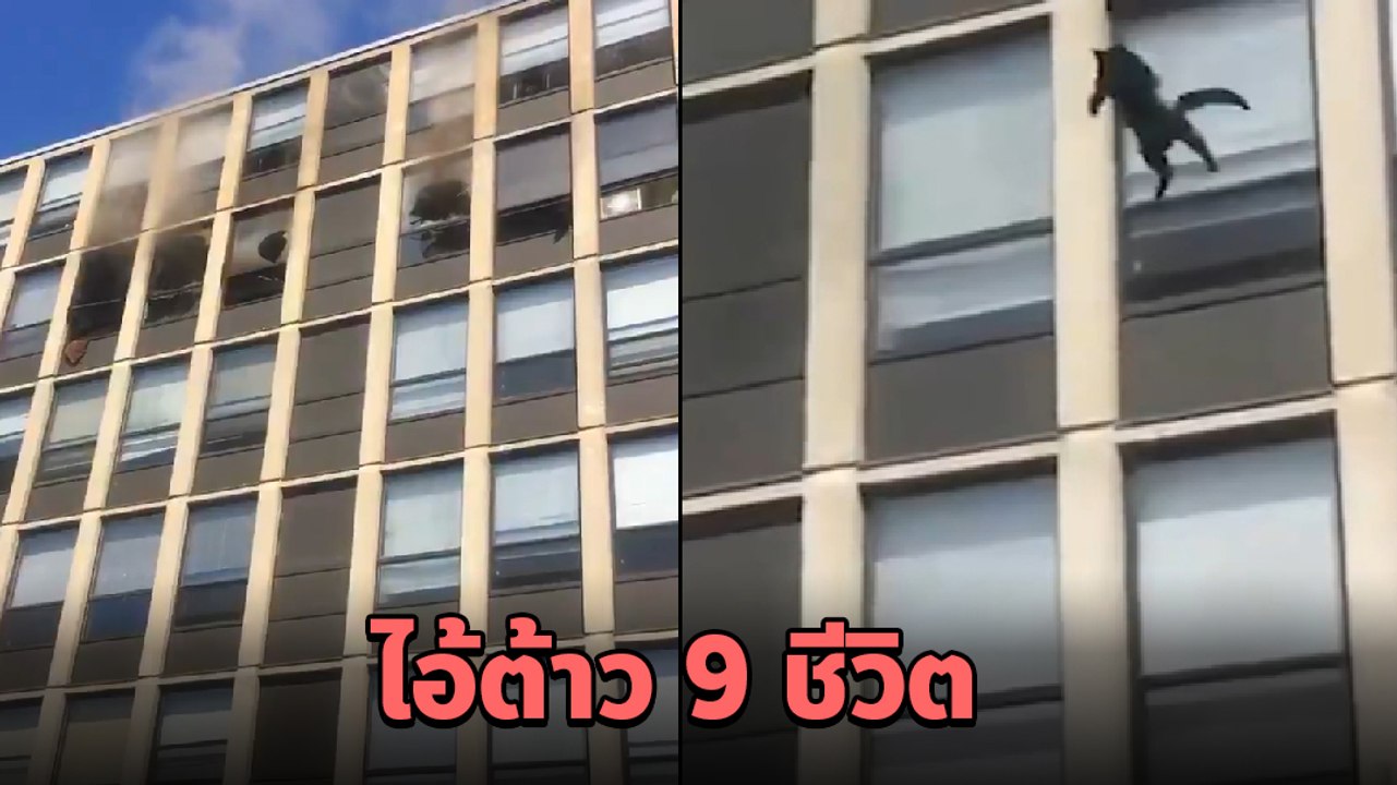 แมวดำโดดตึก 5 ชั้น หนีไฟไหม้ มนุษย์ร้องกรี๊ด หั...