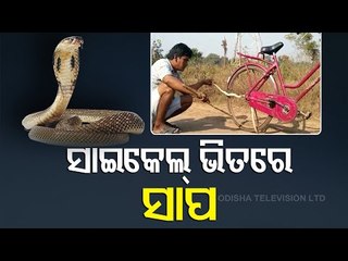Injured Cobra Rescued From A Cycle In Jagatsinghpur