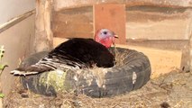 Çanakkale'de erkek hindi kuluçkaya yattı