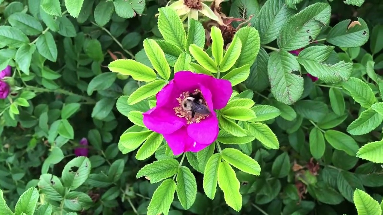 Sauerkraut Recipe | Gaps Diet Recipes Stage 1 | Bumblebee Apothecary