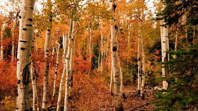 CALM RELAXING BACKGROUND MUSIC BEAUTIFUL RELAX MUSIC 4K VIDEO