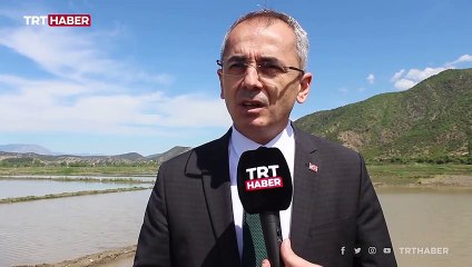 Tarlalarda çeltik ekimi başladı