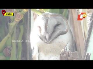 Barn Owl Spotted At Nilagiri