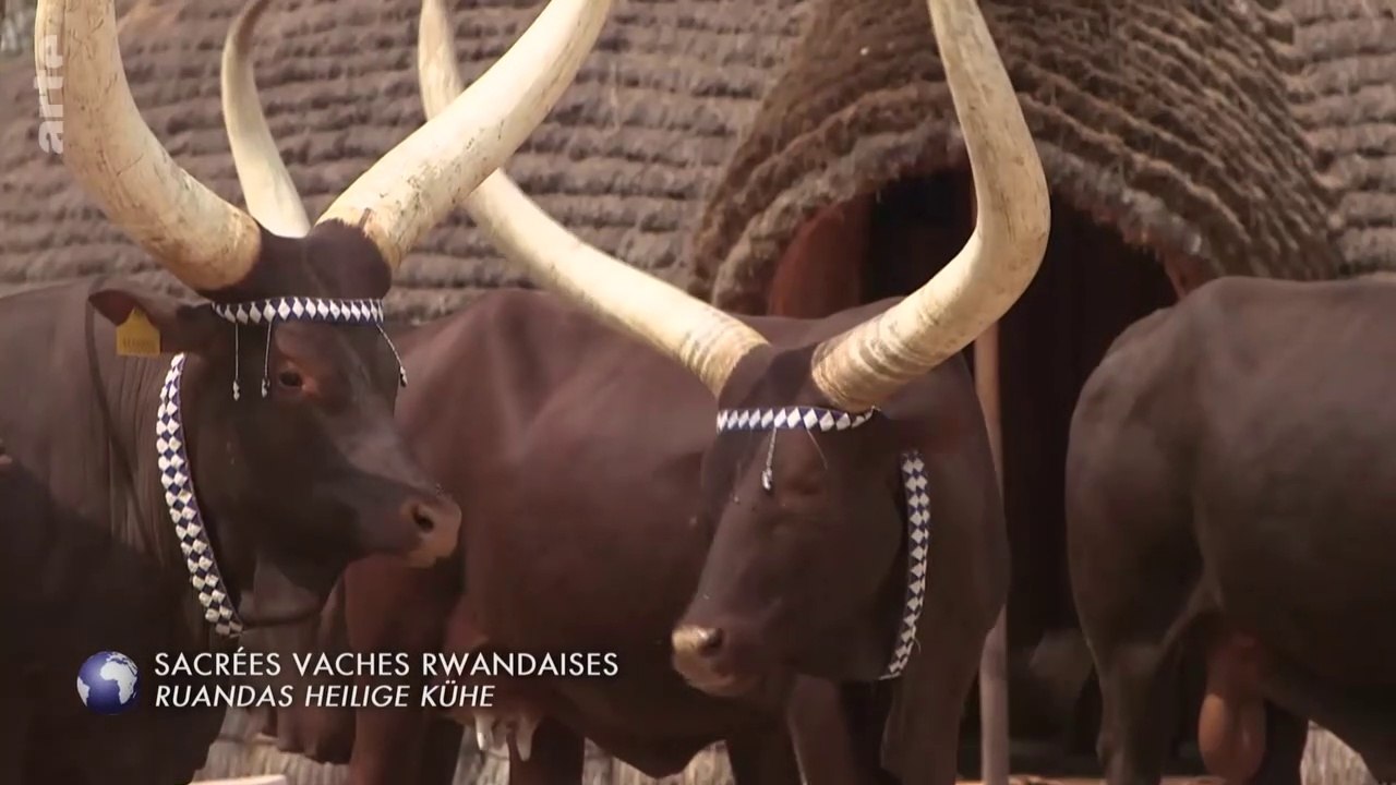 IaV. Spécial Rwanda pays des vaches sacrées & des mille collines ...