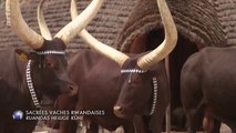 IaV. Spécial Rwanda pays des vaches sacrées & des mille collines