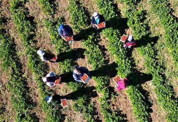 Elazığ'da çilek zamanı...Kasa kasa satılıyor