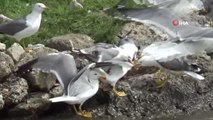 Son dakika haber | Van Gölü'nde martıların inci kefali için kıyasıya mücadelesi böyle görüntülendi