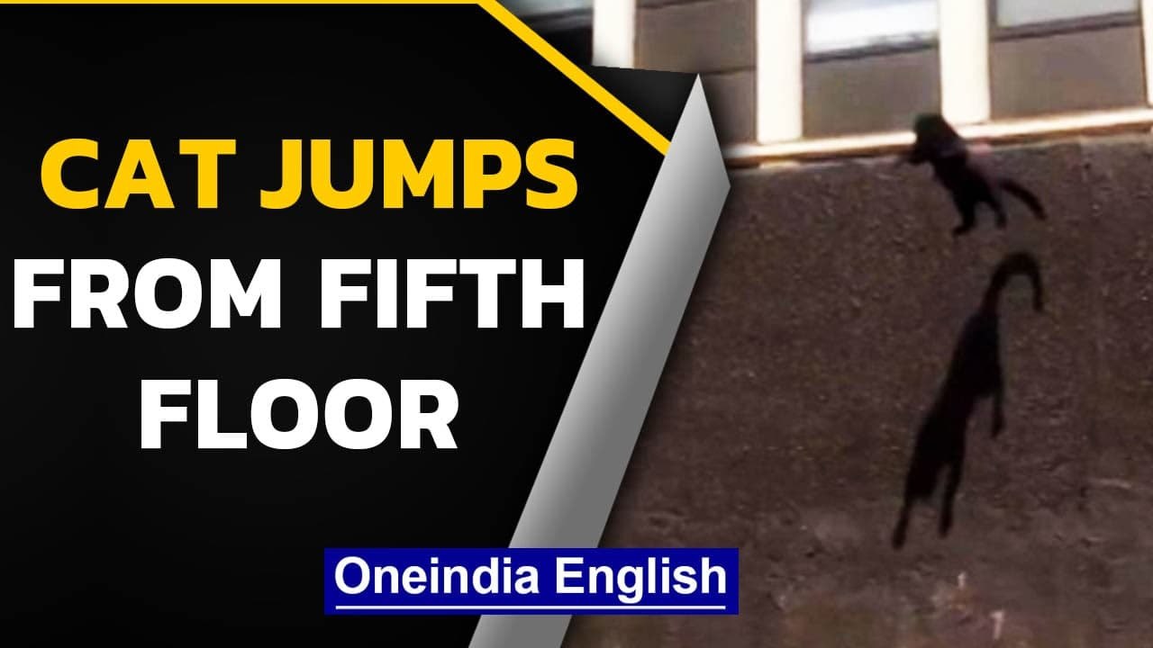 Chicago: Black cat jumps from 5th floor of a burning building; lands smoothly | Oneindia News