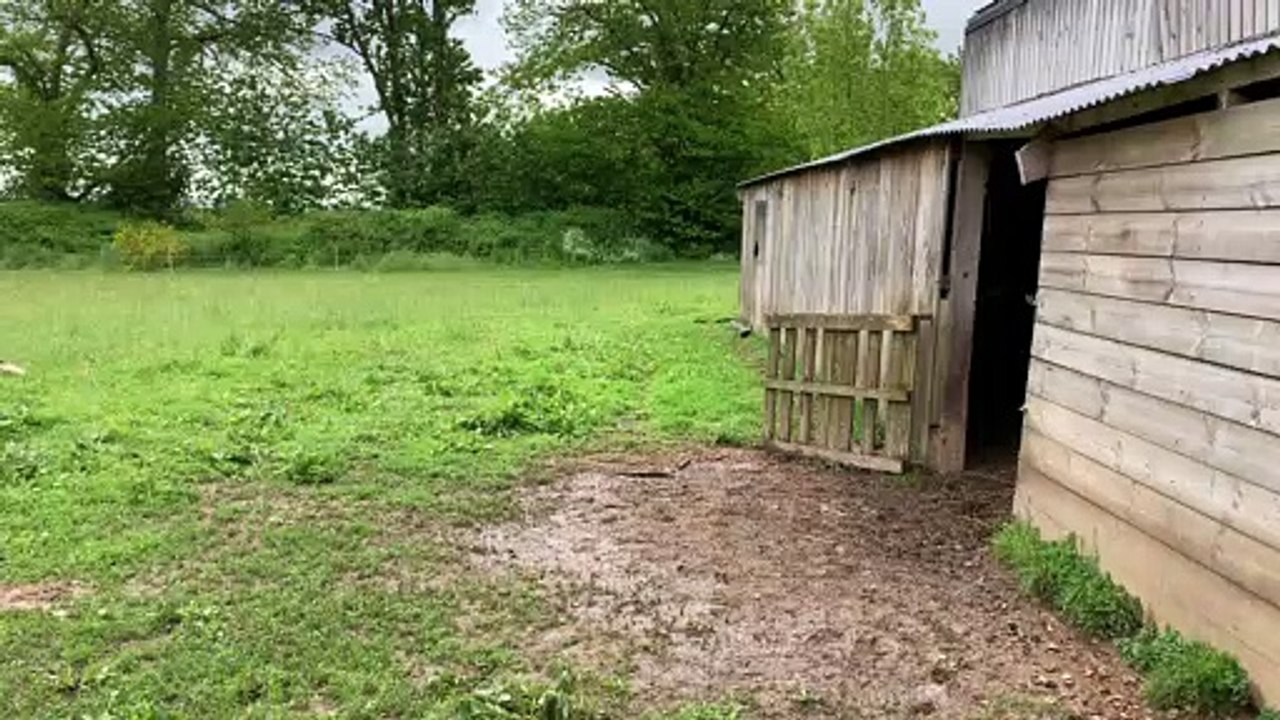 En Mayenne, plus de 350 moutons s'occupent d'espaces verts de collectivités et d'entreprises