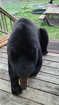 Bear With Injured Paw Waits Patiently for a Snack