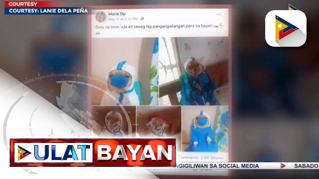 Aso, nagmistulang medical frontliner, kinagiliwan sa social media; may-ari ng aso, tinahian ng iba't ibang costume ang alaga