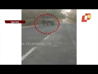 Movement Of Tusker Causes Panic In Ganjam's Ghumusar Area