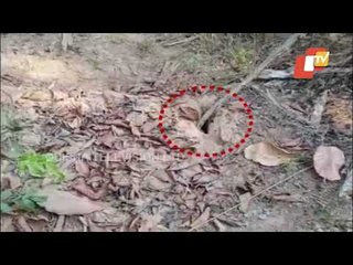 Security Forces In Odisha Foil Maoist Ambush