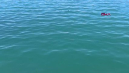 BALIKESİR AYVALIK'IN KIRMIZI MERCANLARI KEŞFEDİLMEYİ BEKLİYOR