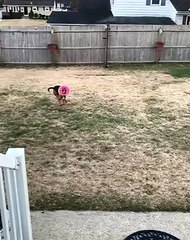 Doggy Zooms Around Yard With Favorite Donut Toy