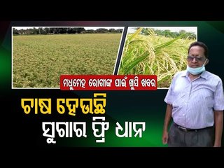 Sugar Free Rice Farming By Odisha Farmer | A Success Story