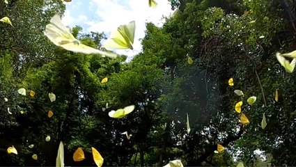 No Mow May to help insects and the environment