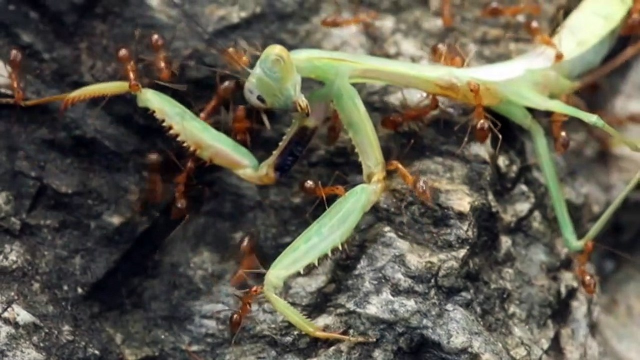 Swathes of invasive ant species invade Far North Queensland