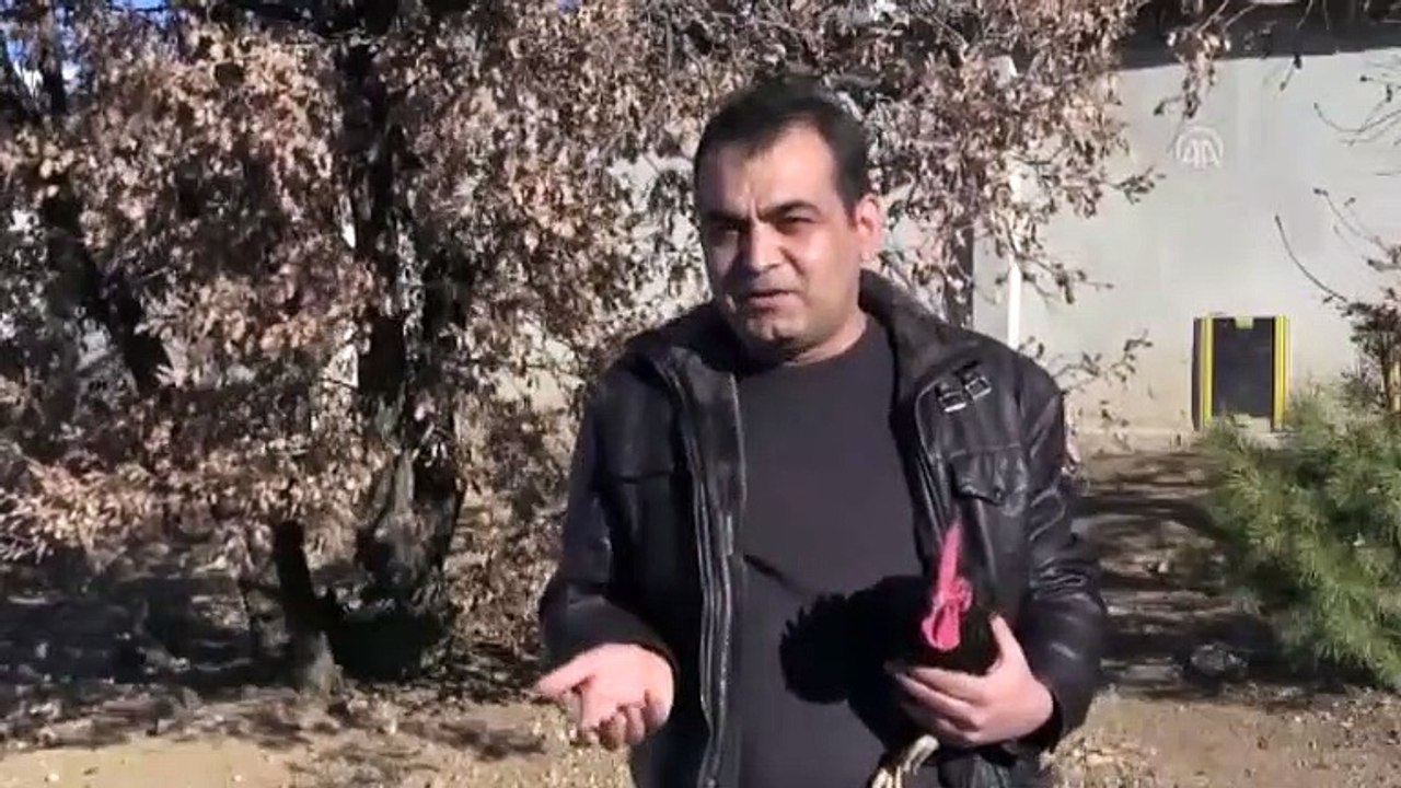 Bu horoz adeta kahkaha atıyor!