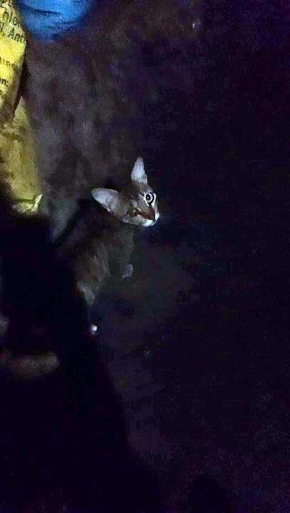 Scar Cat