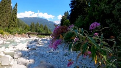 relaxing piano music sleep music nature and bird