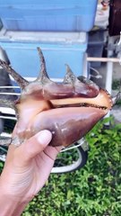 Tiny Snail Hiding in Huge Shell