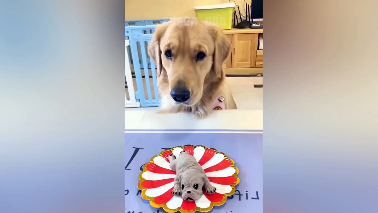 - Dog Reaction to Cutting Cake  Funny Dog Cake Reaction Compilation  Super Dog_1080p