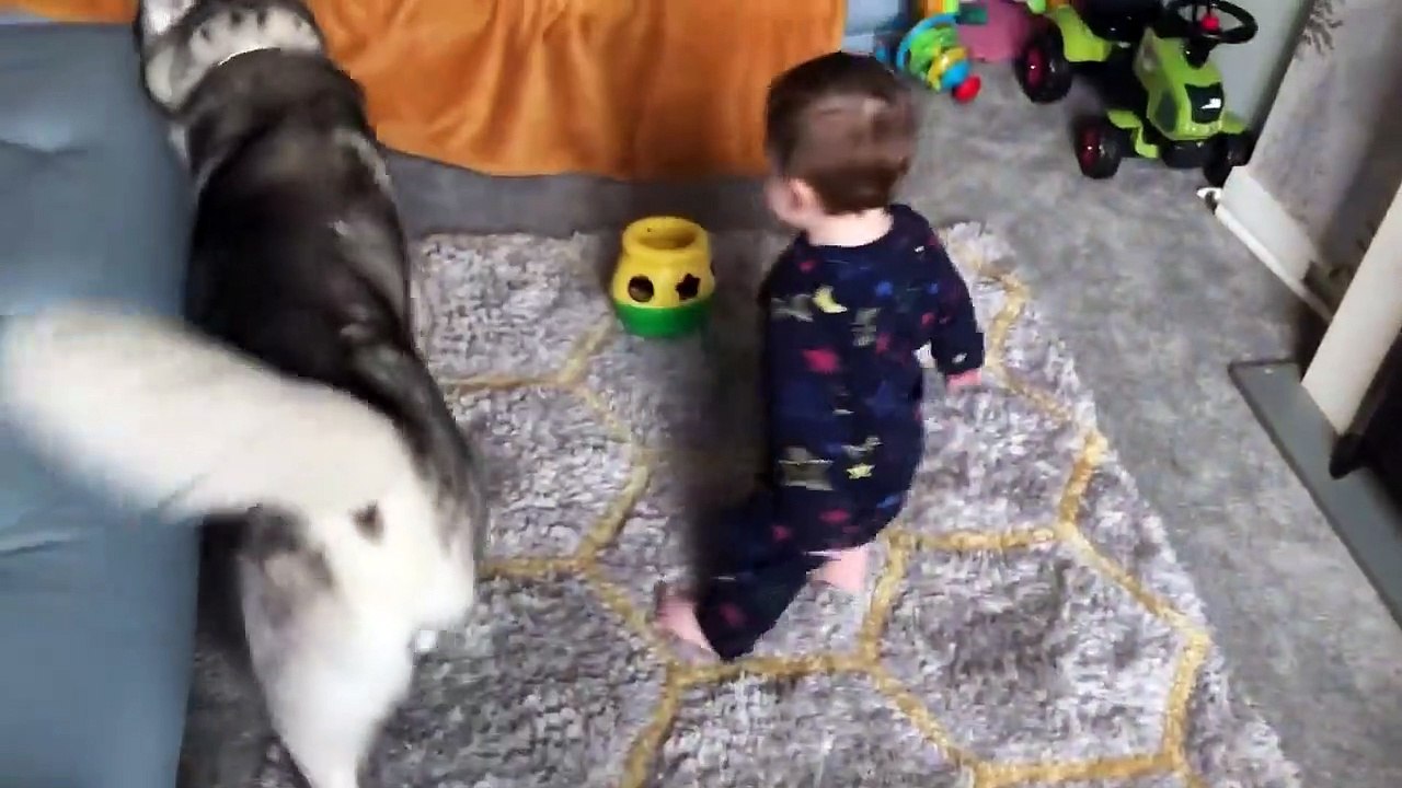- Dog Reaction to Cutting Cake  Funny Dog Cake Reaction Compilation  Super Dog_1080p