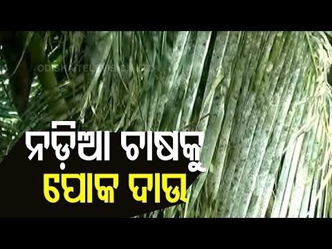 Unknown Pest Threatens Livelihood Of Coconut Farmers In Nimapada-OTV Report