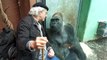 Ce gorille et ce visiteur du zoo s'aiment bien