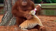 Cet Orang-outan donne le biberon a un bébé tigre