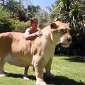 Cet animal est un ligre, croisement entre un lion et un tigre