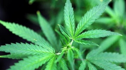 Study probes efficacy of cannabis in reducing severity of Covid-19