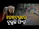 Lioness Spotted In Junagarh Hotel-OTV Report