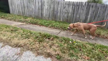 PITBULL VS. CANE CORSO _GONE WRONG_ NBF KENNEL