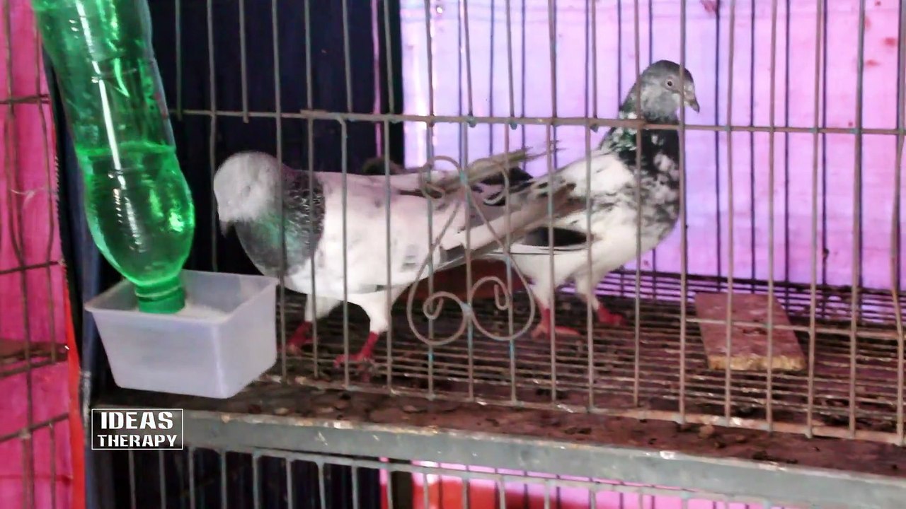 How To Make Automatic Water Feeder For Bird Easy Way With DIY Usage Plastic Bottle COCA COLA - PEPSI