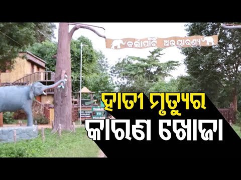 Elephant Deaths In Karlapat Sanctuary | Expert Team Reaches Sanctuary In Kalahandi