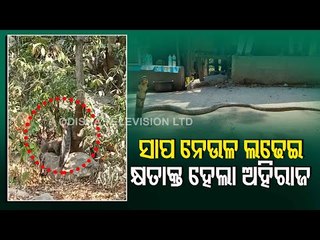 WATCH - Massive King Cobra Survives A Bloody Fight With Mongoose