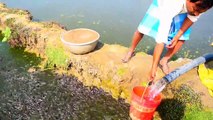 Feeding African Catfish- Million Of Catfish Reaction While Throwing Food in Fish Farm হাইব্রিড মাগুর