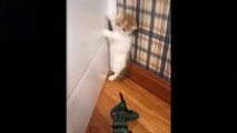 _heartpulse_Cute And Funny Pets _ Try Not To Laugh To These Pets Compilation - 7_heartpulse_ Cutest Lands ( 1080 X 1920 )